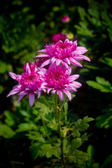 Bunch of blooming Pink Chrysanthemum Flower in Garden. Close-up and top views shot. Natural green leaves background.