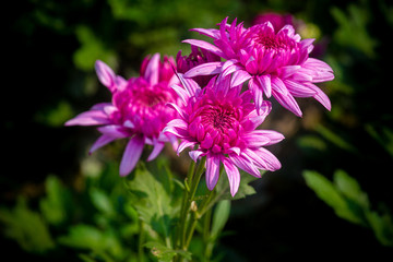 Obraz premium Bunch of blooming Pink Chrysanthemum Flower in Garden. Close-up and top views shot. Natural green leaves background.