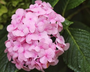 Fototapeta premium Rosa Blüte