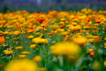 Blooming orange-yellow chrysanthemum flowers over In Field. Flowers with green leaves in the garden, nature background