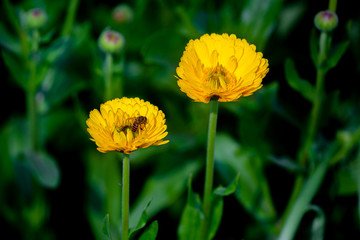 Yellow chrysanthemum flowers close up with a honey bee on over isolated deep green background.