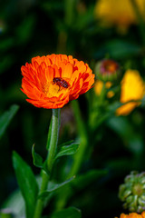 Elegant orange chrysanthemum flowers close up. There is a honey bee on orange chrysanthemum flowers with over isolated deep green background.