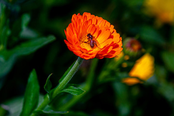 Elegant orange chrysanthemum flowers close up. There is a honey bee on orange chrysanthemum flowers with over isolated deep green background.