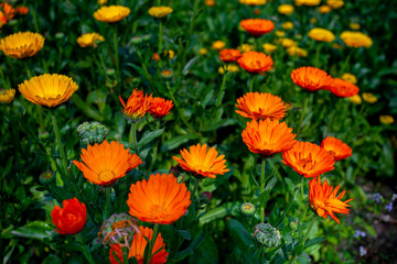 Fototapeta premium Blooming orange-yellow chrysanthemum flowers over In Field. Flowers with green leaves in the garden, nature background
