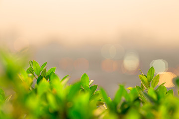 Obraz premium abstract background of the green leaves in the park,with the blur of bokeh,the light from the colorful shelter falling onto,a kind of artistic beauty of nature