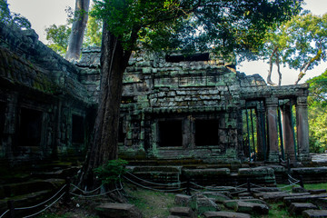Angkor Wat Siem Reap Cambodia - Ancient Tree.