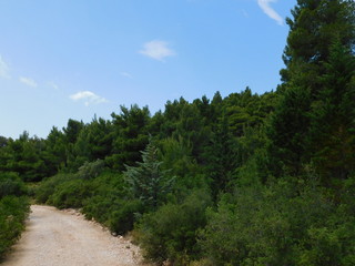 Obraz premium Pine tree forest on mount Parnitha, in Attica, Greece