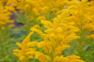 Canada goldenrod, rag weed, ragweed, golden rod or solidago canadensis flowers in summer garden close up with selective focus. Trendy aspen gold flower background, invasive weed, strong allergen