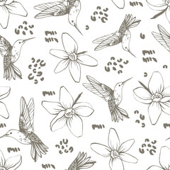 Vector seamless pattern with colibri. - 329707981