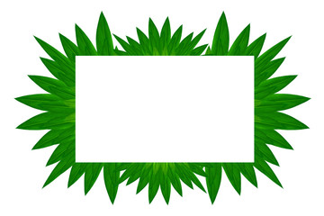 White frame on green leaf nature