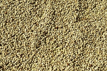 Background of unroasted green coffee beans exposing to the sun
