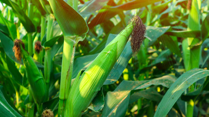 Fresh green baby corn