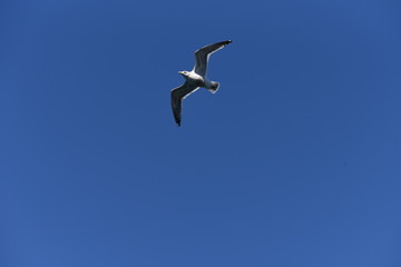 A seagull flying in the sky / bird background material