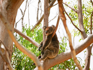 Koala in tree