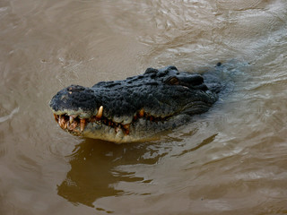 crocodile waiting for food head out of water