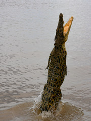 young crocodile jumps out of river
