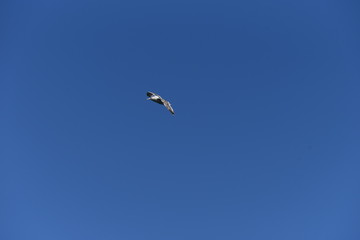 A seagull flying in the sky / bird background material