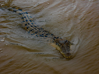 young crocodile swimming in river