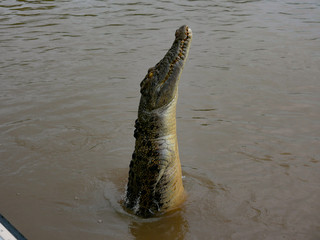 crocodile jumping out of river