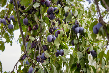 Ripe plums on a fruit tree in an organic garden.