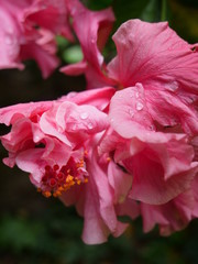 Hibiscus mit Regentropfen