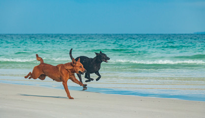Brown and black dog is running at the beach