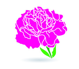 carnation flower.  illustration.