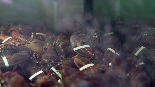 lobster in restaurant aquarium, slow motion 1080p