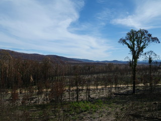 Fototapeta na wymiar Australia after the bushfires