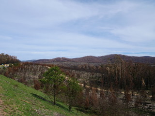 Fototapeta na wymiar Australia after the bushfires