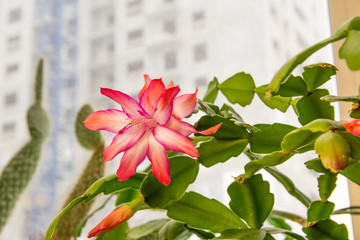 blooming bud of Schlumbergera against a background of green stems and a multi-story building