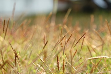 Blurred backgrounds of brown grass flowers in the park. Beautiful sunlight during the day time
