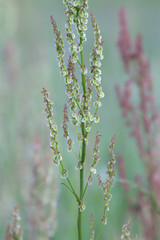 Closeup of red sorrel, Rumex acetosella