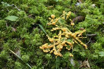 Slime mold, Fuligo muscorum growing among moss