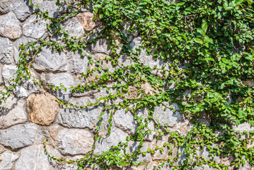 ivy on stone wall