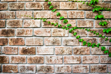 ivy on brick wall