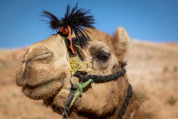 Close-up and detail of camel head with riding ropes, desert hill in background