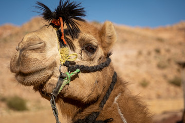 Close-up and detail of camel head with riding ropes, desert hill in background