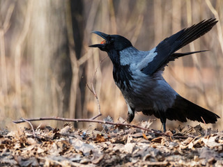A crow swallows a hazelnut.