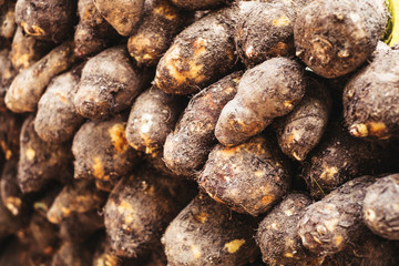 Fototapeta na wymiar Freshly harvested organic taro roots AKA gabi bisol, kalo, arbi, dasheen, yautia, eddo or simply tubers. 
