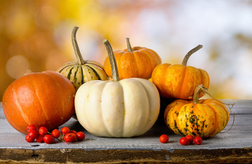 Fototapeta na wymiar Orange autumn ripe colorful pumpkins with red berries on wooden rustic background, blurred backdrop with bokeh and sunlight, thanksgiving concept or Halloween
