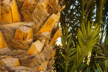 Palm tree detail bark and green leaves