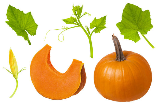 Set of ripe pumpkin whole and slice part, green leaf, flower with stem and flower isolated on white background