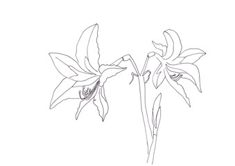 black and white linear graphic drawing large amaryllis flowers