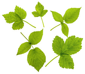 Raspberry or BlackBerry leaf isolated on white background. Set of green fresh plant leaves of different shapes