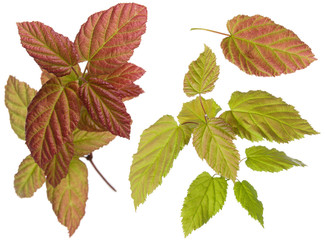 Purple and green colored plant leaves on branch and single leaf isolated on white background, close-up
