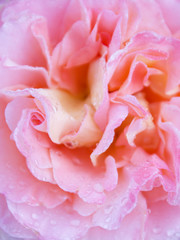 Pink rose petals with dew drops. Background for cards, close-up