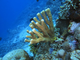 The amazing and mysterious underwater world of Indonesia, North Sulawesi, Manado, stone coral