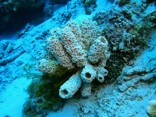 The amazing and mysterious underwater world of Indonesia, North Sulawesi, Manado, sea sponge