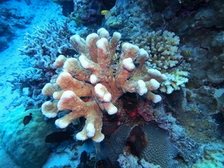 The amazing and mysterious underwater world of Indonesia, North Sulawesi, Manado, stone coral